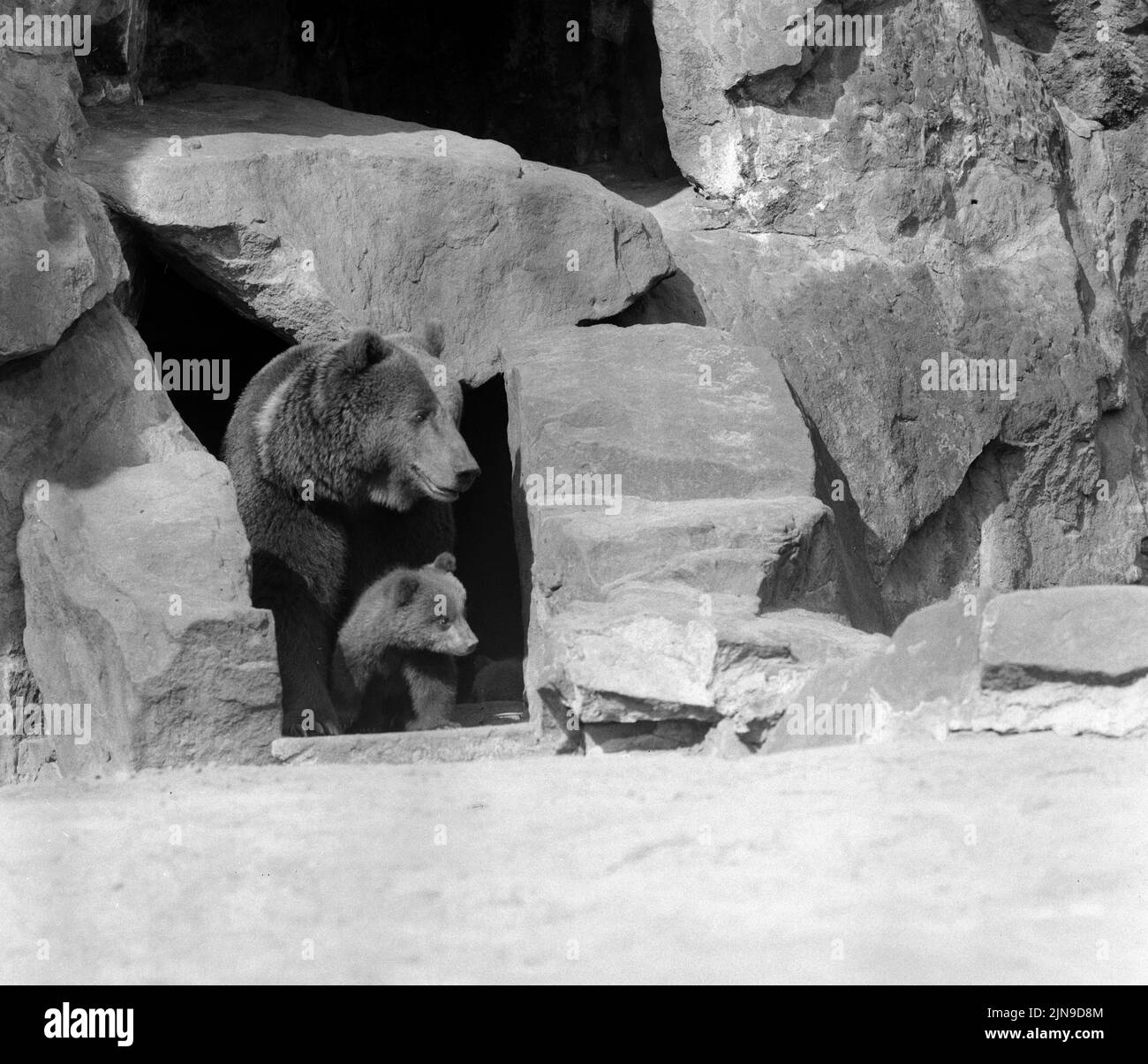 Original-Bildunterschrift: Vier niedliche kleine Teddybären unternehmen seit gestern die ersten Ausflüge aus ihrer Felsenhöhle im Berliner Zoo, natürlich nur unter Aufsicht der stolzen Mama 'Kitty', Berlin, Deutschland 1961. Foto Stock