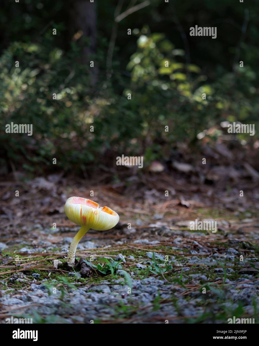 Fungo della foresta. Raccolta funghi. Foto funghi, foto foresta, foto di sfondo foresta Foto Stock