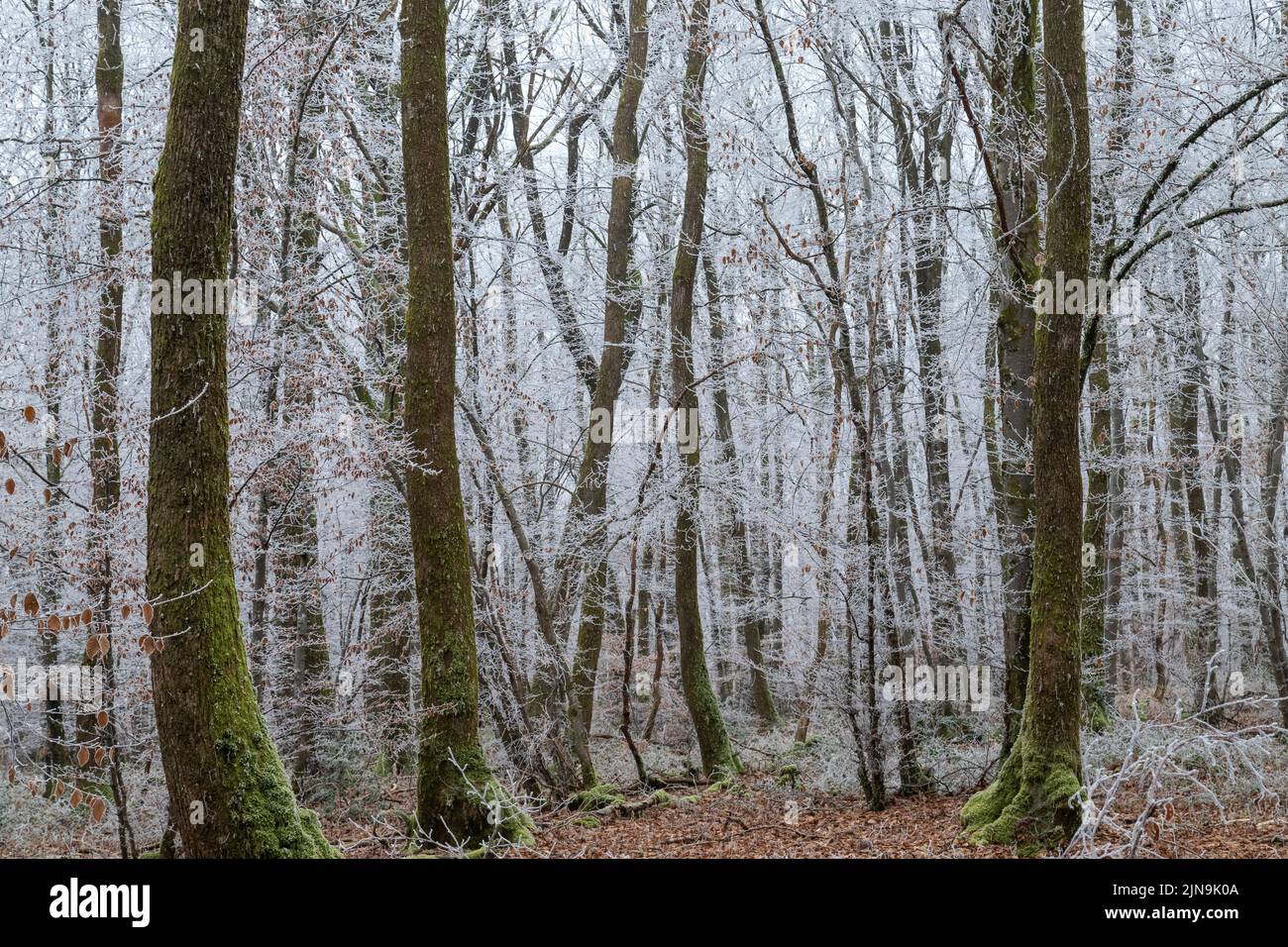 Francia, Cher, Berry, Morogues, Foret de la Borne, foresta in inverno con gelo // Francia, Cher (18), Berry, Morogues, Forêt de la Borne en hiver Foto Stock