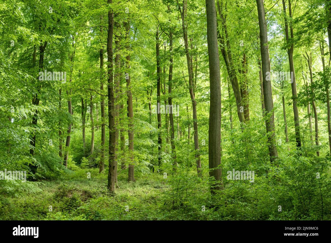 Francia, Eure, Lione la Foret, foresta nazionale di Lione, faggi europei (Fagus sylvatica) // Francia, Eure (27), Lione-la-Forêt, Forêt domaniale de Lione Foto Stock