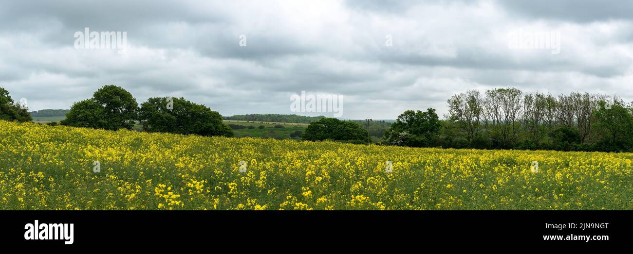 Rapper giallo a Halnaker, Chichester, West Sussex UK Foto Stock