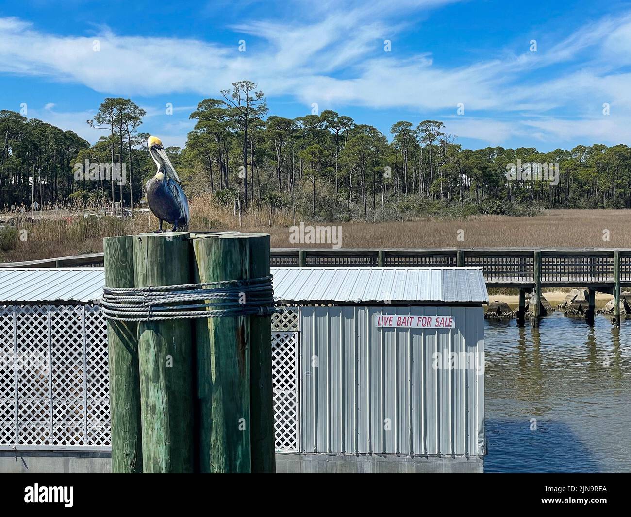 Pellicano marrone (pelecanus occidentalis) seduto in cima a un gruppo di palificazioni e di fronte a un segno di pubblicità esca dal vivo per la vendita. I concetti potrebbero includere Foto Stock