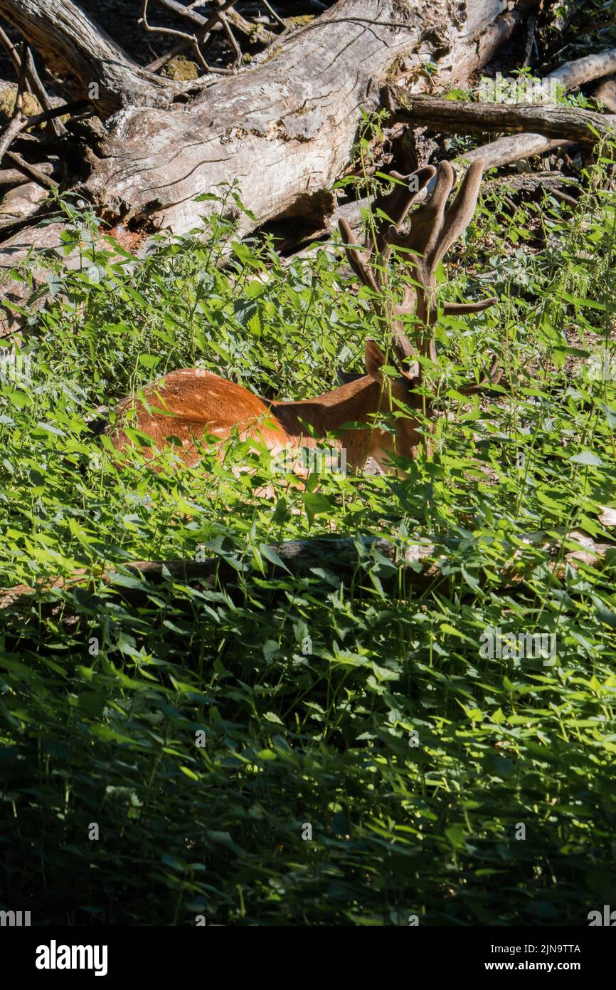 Daino maschio (Dama dama) che riposa nella foresta Foto Stock