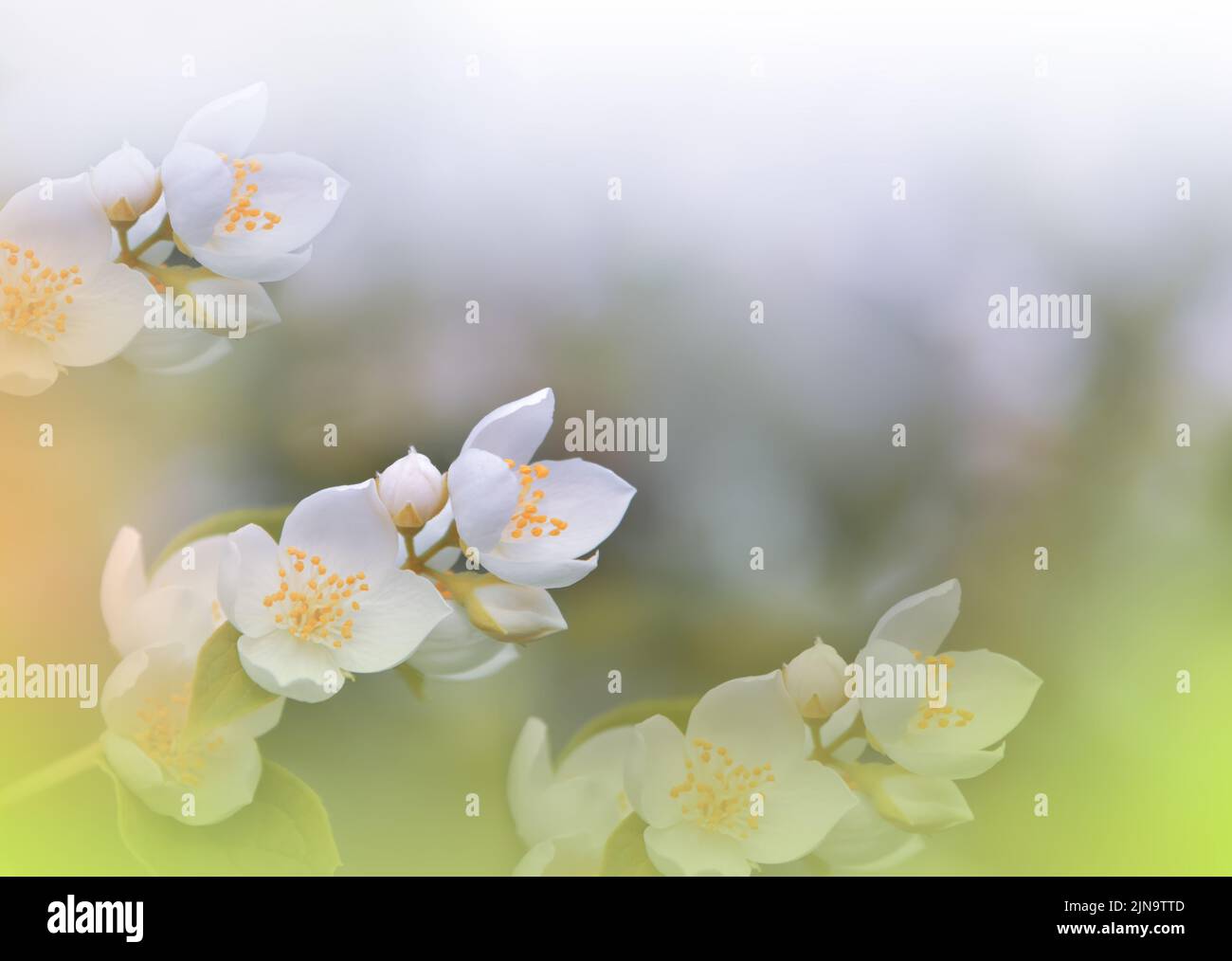 Bella Macro Photo.Jasmine Flowers.Floral Art Design.Close up Photography.Conceptual Abstract Image.White background.Wedding Invitation.Aroma. Foto Stock