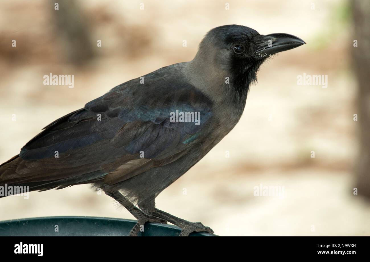 Introdotto dal subcontinente indiano il Crow House ed è ora considerato un parassita lungo la costa dell'Africa orientale. Foto Stock