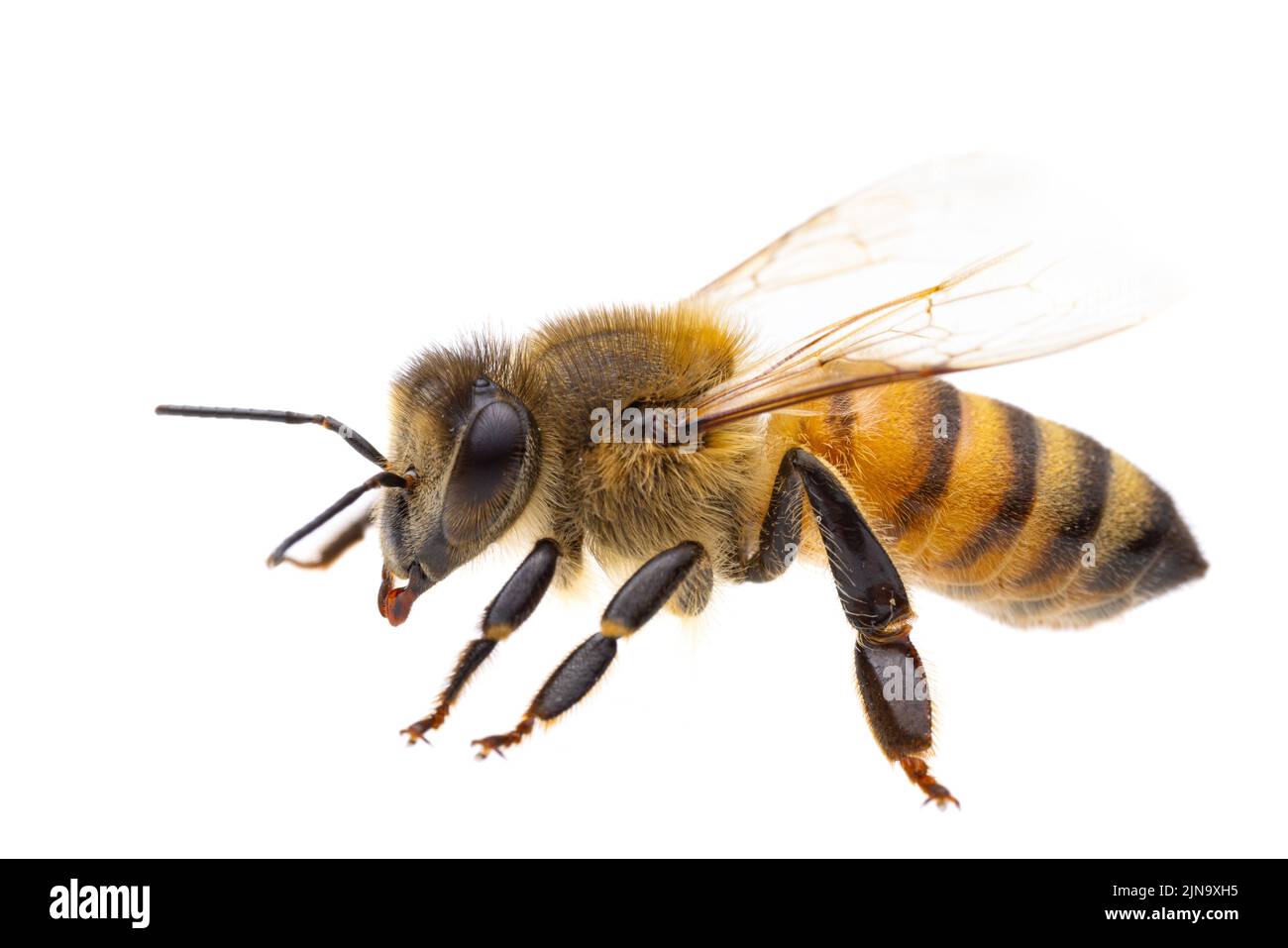 Insetti d'europa - api: Vista laterale macro di api mellifera europee ( Apis mellifera) isolato su sfondo bianco - particolare della testa Foto Stock