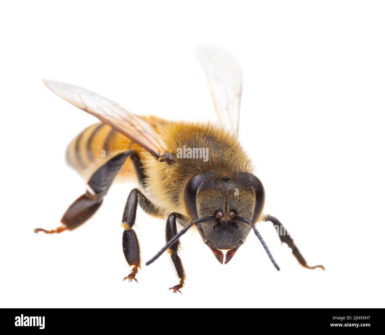 Insetti d'europa - api: Vista laterale macro di api mellifera europee ( Apis mellifera) isolato su sfondo bianco - testa allo spettatore Foto Stock