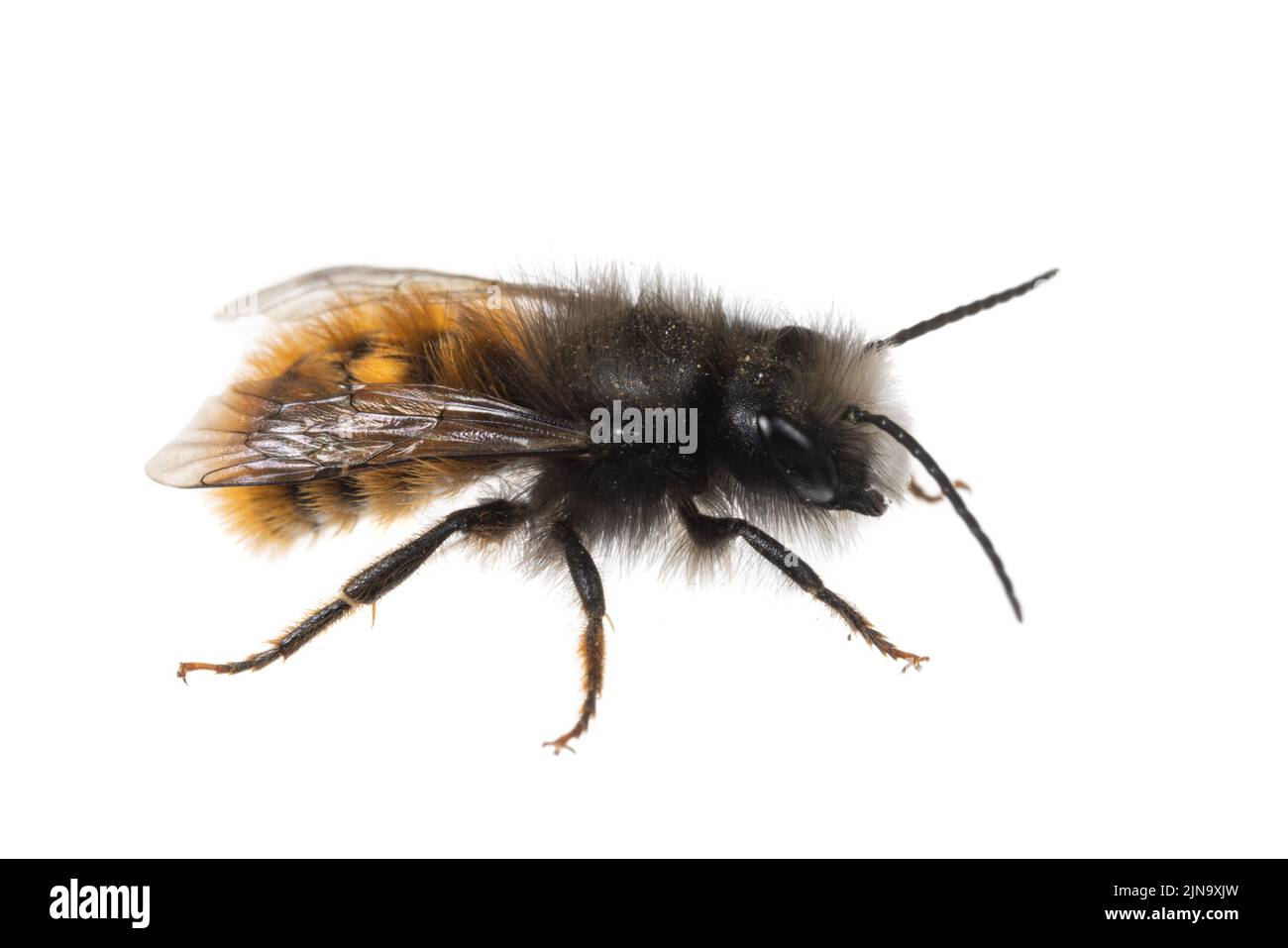 Insetti d'europa - api: Vista laterale macro di Osmia cornuta maschio Orchard ape europea (tedesco Gehörnte Mauerbiene) isolato su sfondo bianco Foto Stock