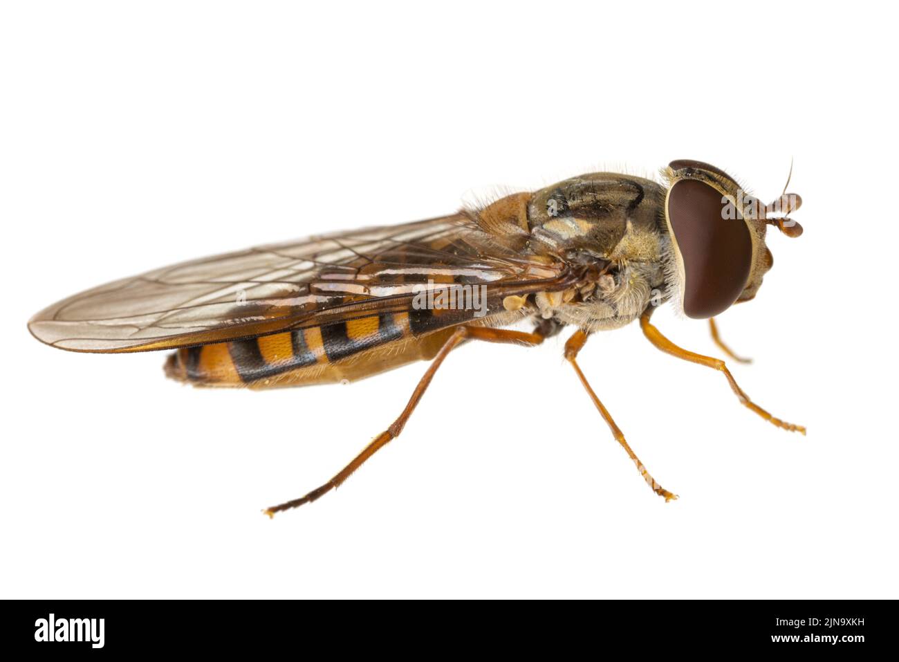 Insetti d'europa - mosche: Macro of hoverfly Episyrphus balteatus ( marmalade hoverfly german Hainschwebfliege ) isolato su sfondo bianco - lato v Foto Stock