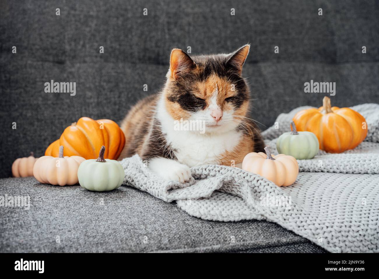 Gatto multicolore e zucche decorative. Rilassato gatto sdraiato sul plaid grigio con decorazione di zucche hanksgiving o halloween sul divano. Autunno, autunno Foto Stock