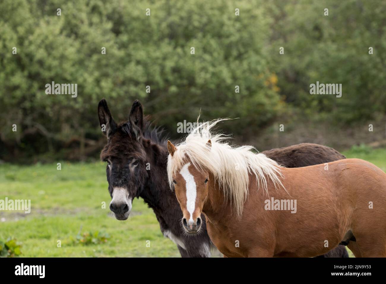 A rischio raro Kerry palco pony pony pony cavallo esecuzione County Kerry Irlanda Foto Stock