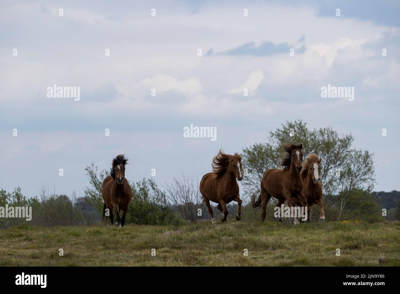 A rischio raro Kerry palco pony pony pony cavallo esecuzione County Kerry Irlanda Foto Stock