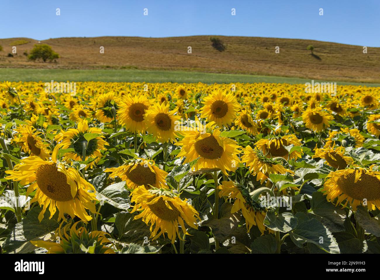 Dorset Sunflower Trail Maiden Castle Farm Dorchester 9th agosto 2022 Foto Stock