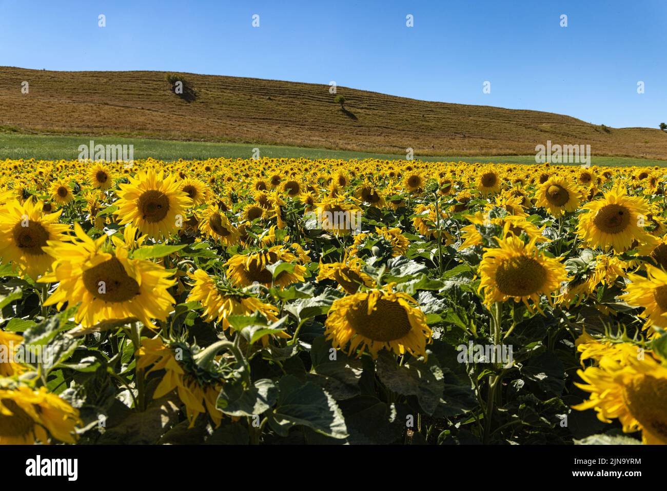 Dorset Sunflower Trail Maiden Castle Farm Dorchester 9th agosto 2022 Foto Stock