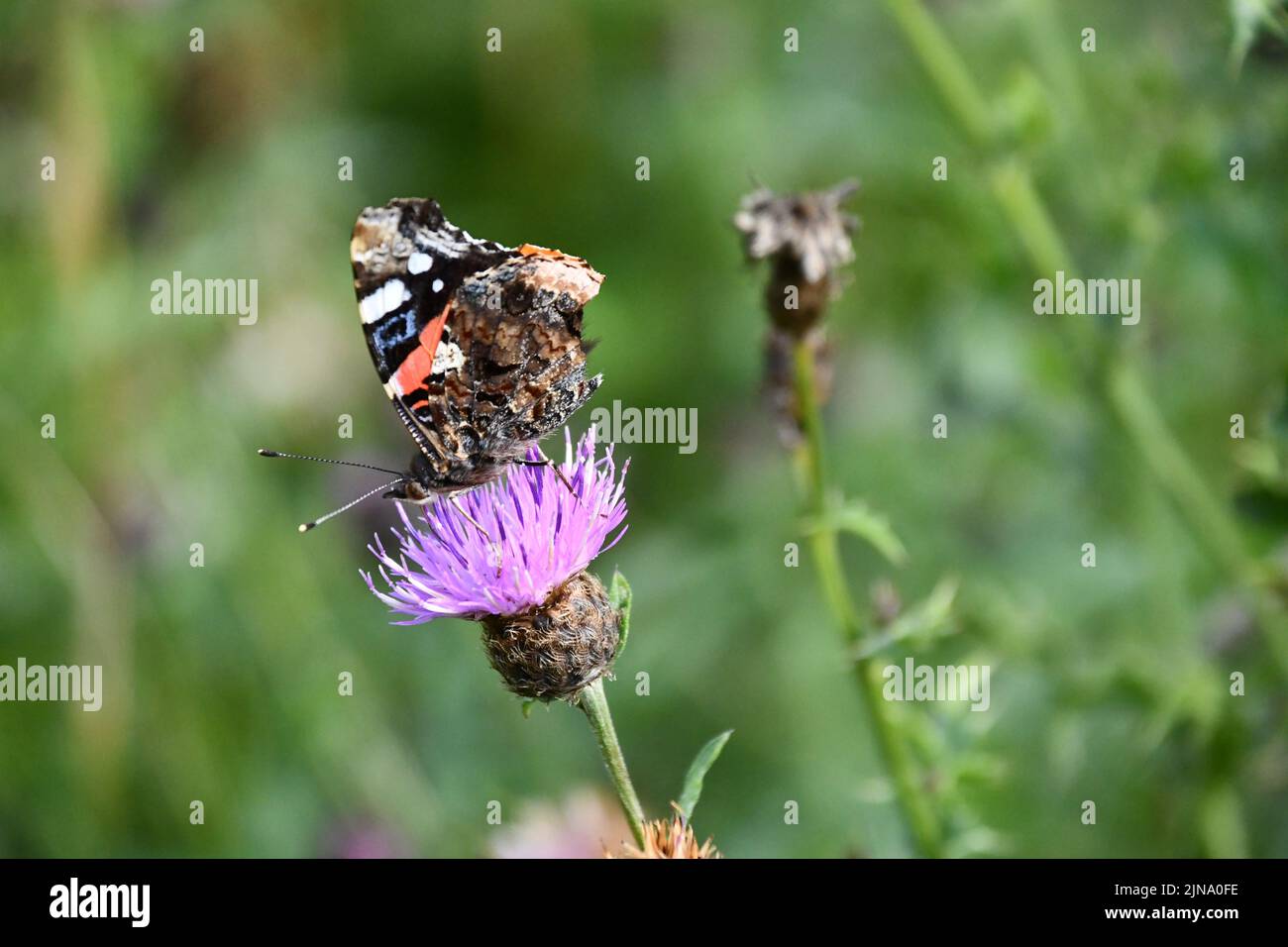 Ammiraglio rosso (Vanessa atalanta) farfalla su fiore, Kilkenny, Irlanda Foto Stock