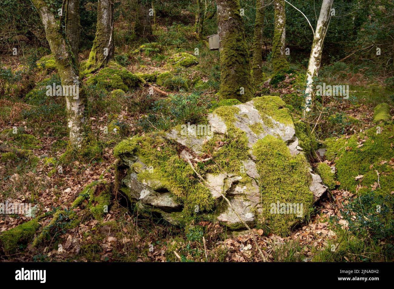 Una grande pietra coperta di muschio in un ambiente boschivo, vicino a Exmoor, Somerset, Regno Unito Foto Stock