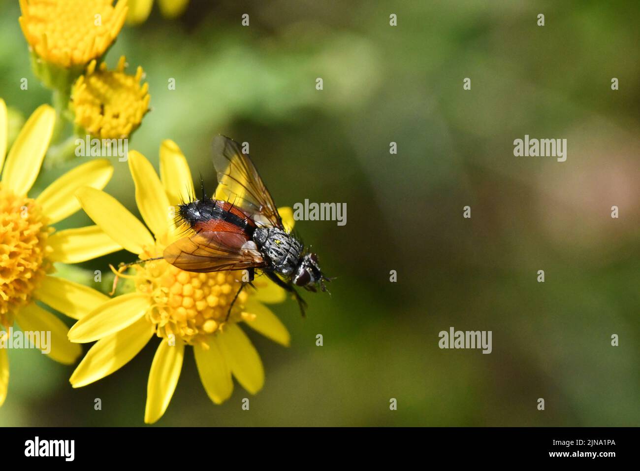 Vola su un fiore giallo, Kilkenny, irlanda Foto Stock
