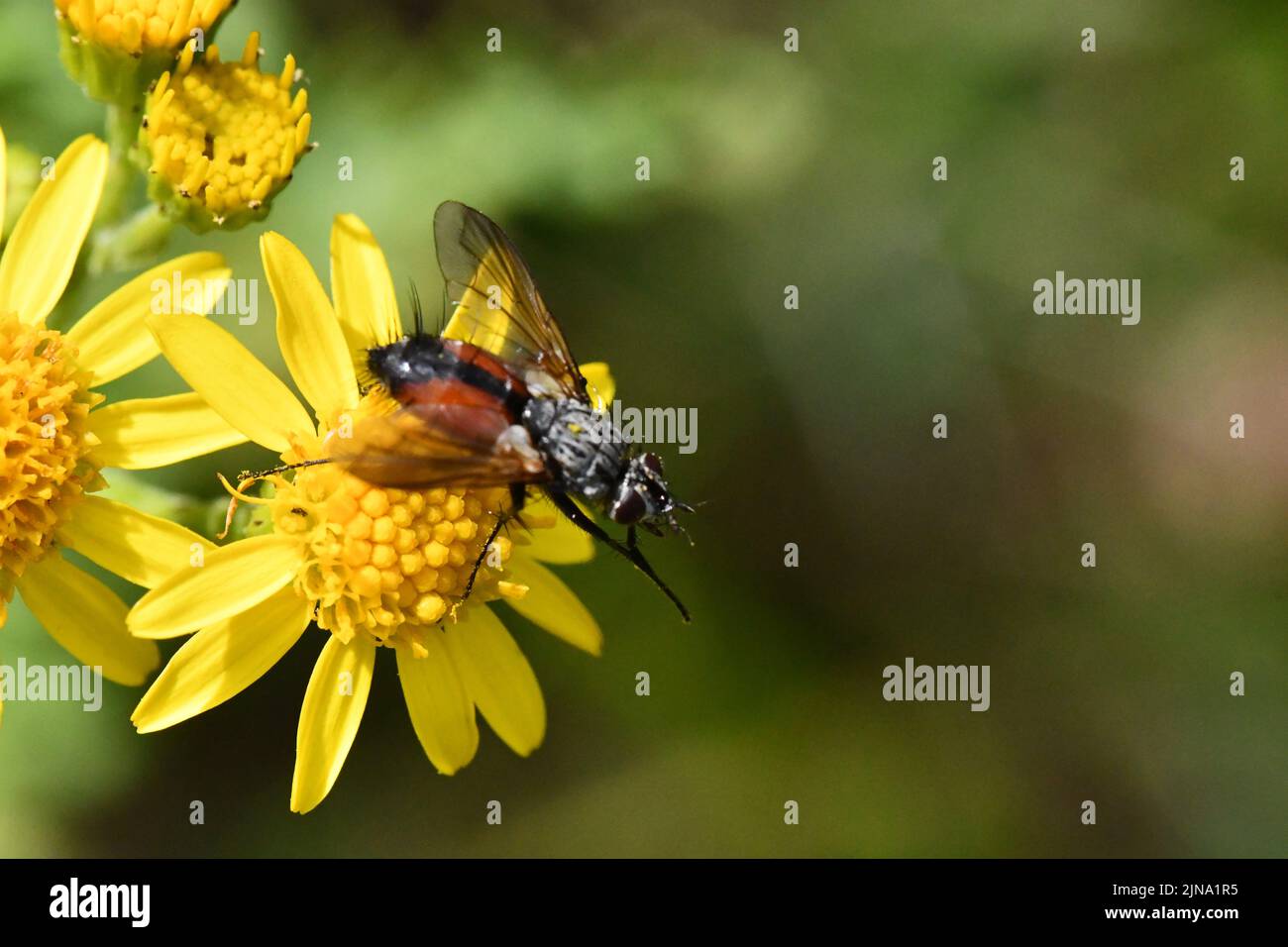 Vola su un fiore giallo, Kilkenny, irlanda Foto Stock