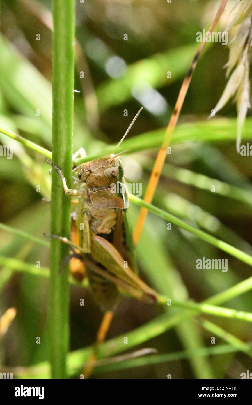 Primo piano di un grasshopper, Kilkenny, Irlanda Foto Stock