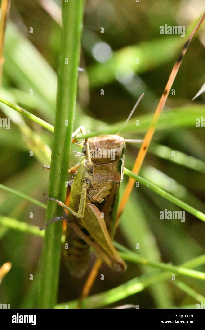 Primo piano di un grasshopper, Kilkenny, Irlanda Foto Stock