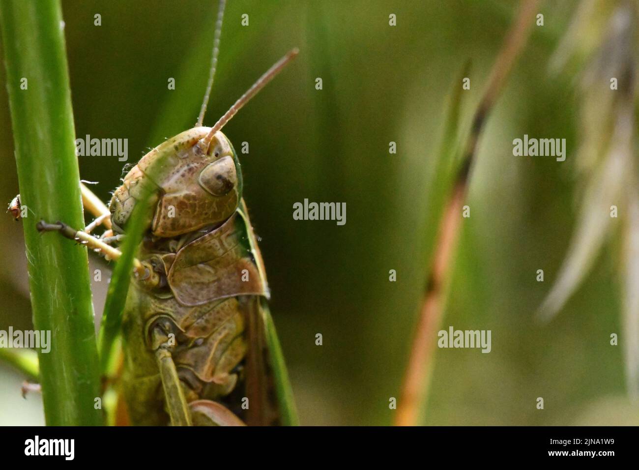 Primo piano di un grasshopper, Kilkenny, Irlanda Foto Stock