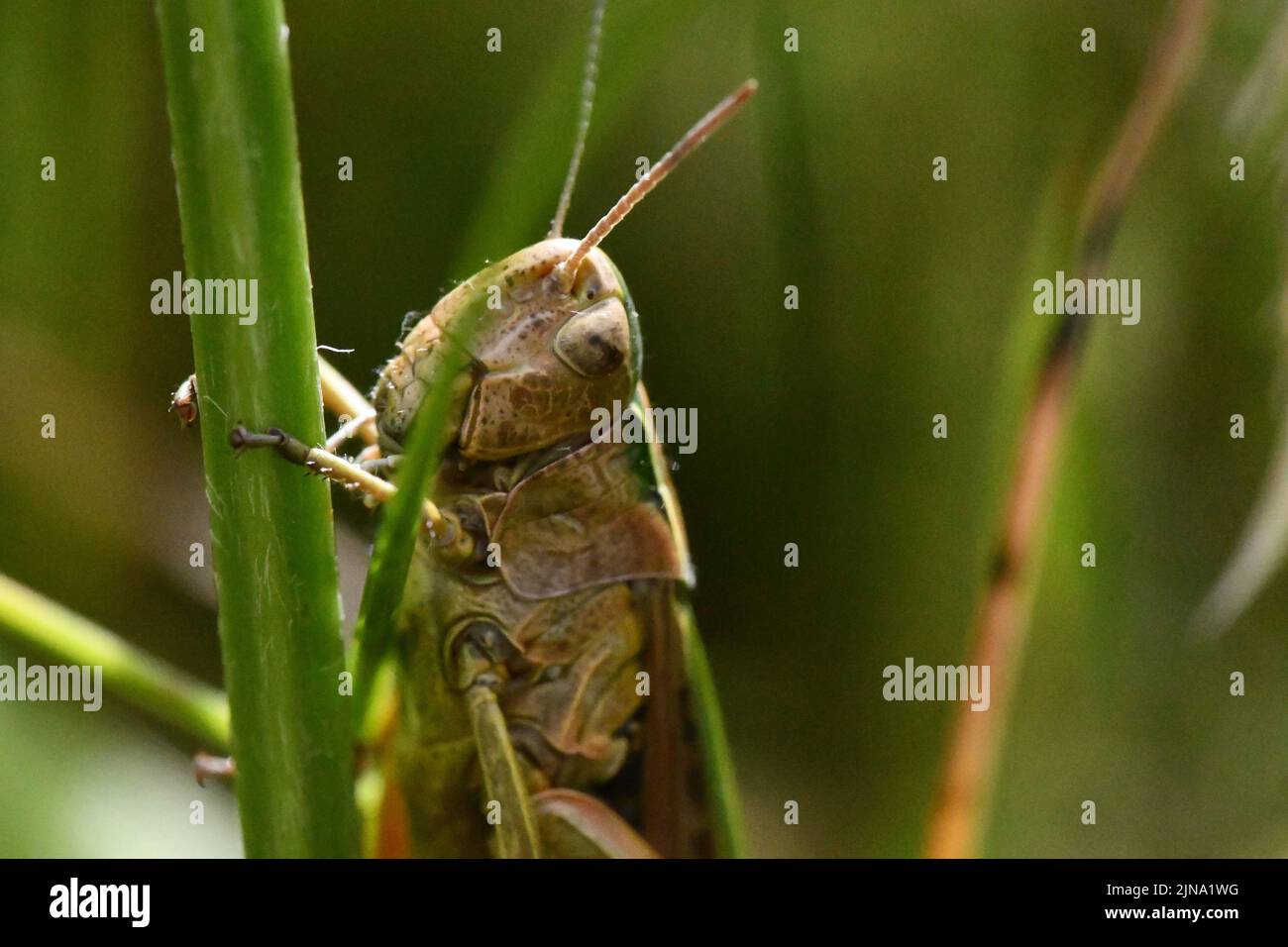 Primo piano di un grasshopper, Kilkenny, Irlanda Foto Stock