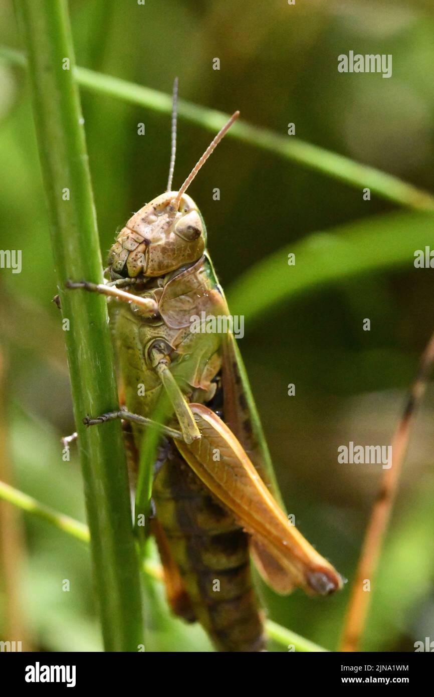 Primo piano di un grasshopper, Kilkenny, Irlanda Foto Stock
