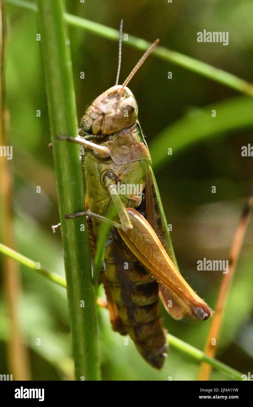 Primo piano di un grasshopper, Kilkenny, Irlanda Foto Stock