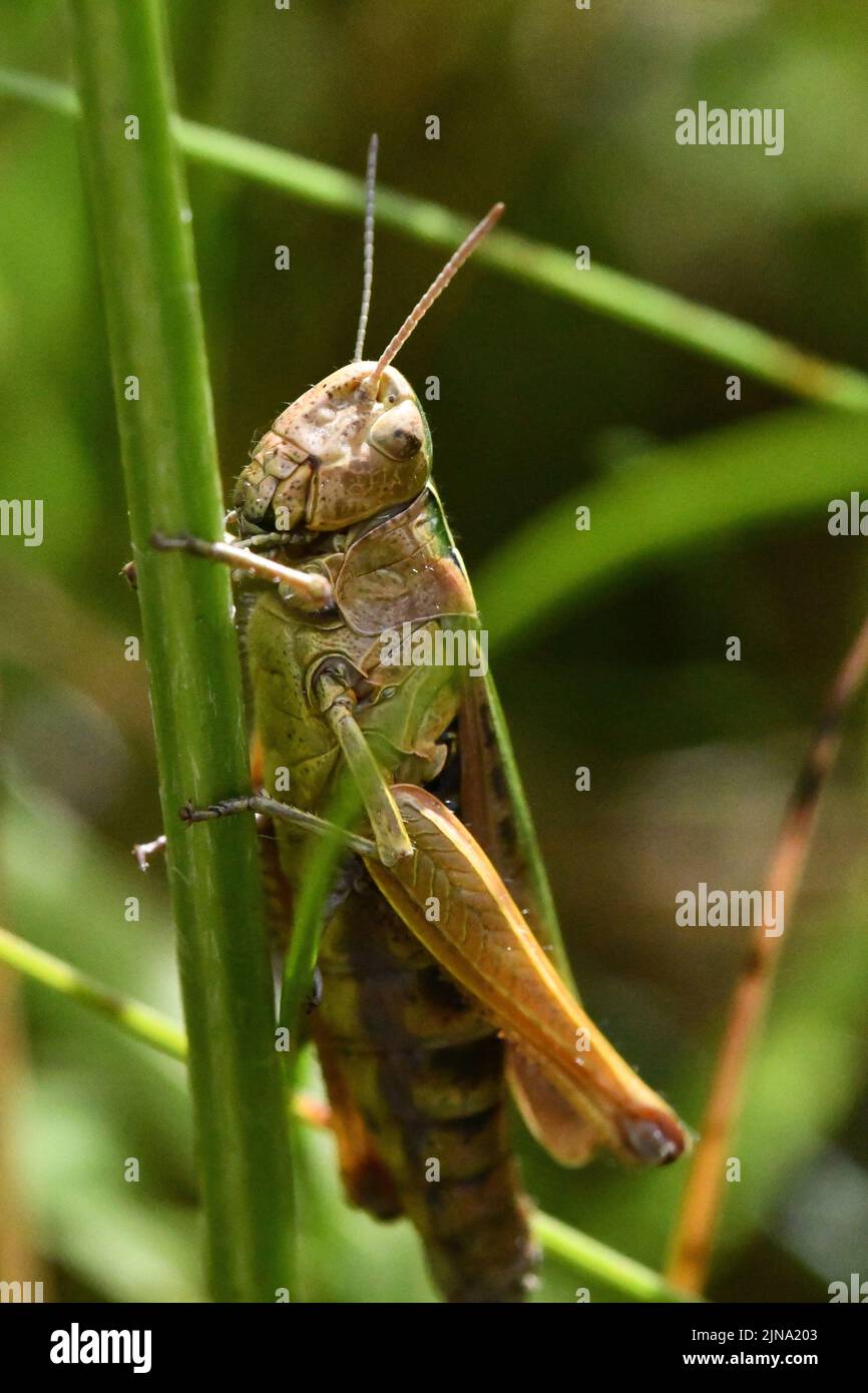 Primo piano di un grasshopper, Kilkenny, Irlanda Foto Stock