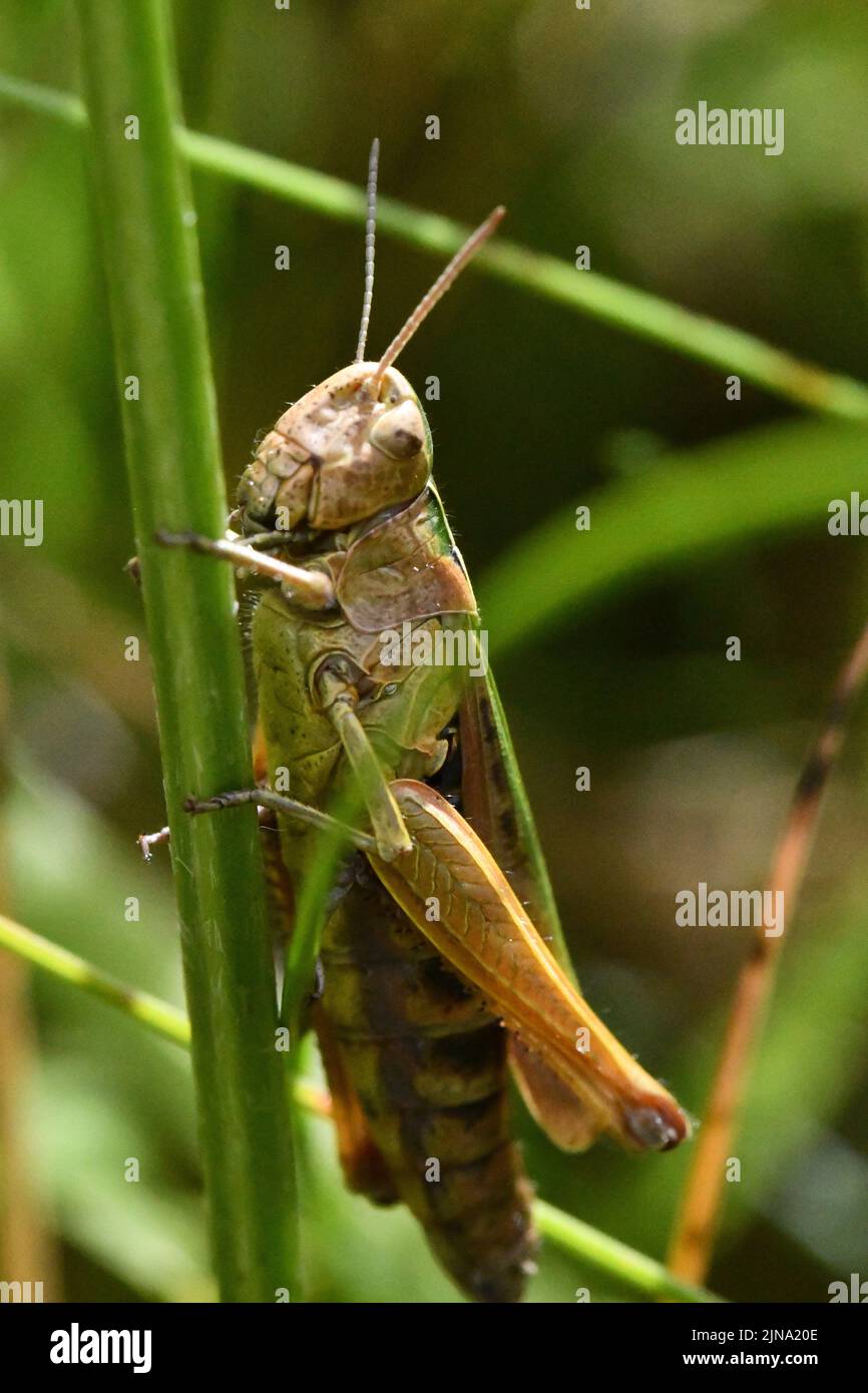 Primo piano di un grasshopper, Kilkenny, Irlanda Foto Stock