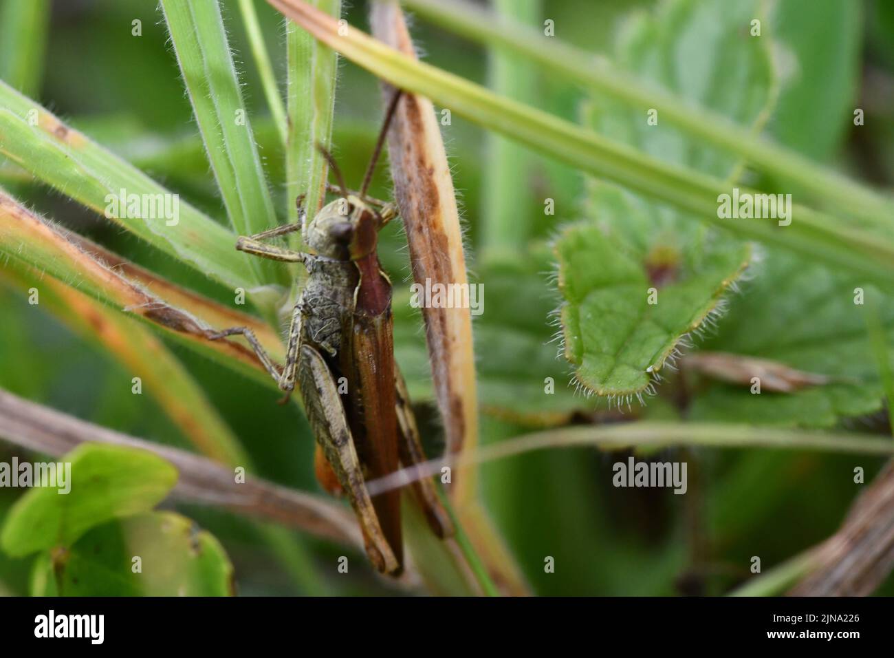 Primo piano di un grasshopper, Kilkenny, Irlanda Foto Stock