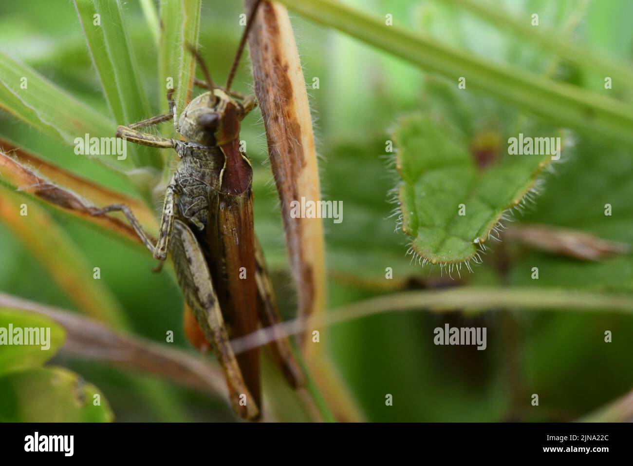 Primo piano di un grasshopper, Kilkenny, Irlanda Foto Stock