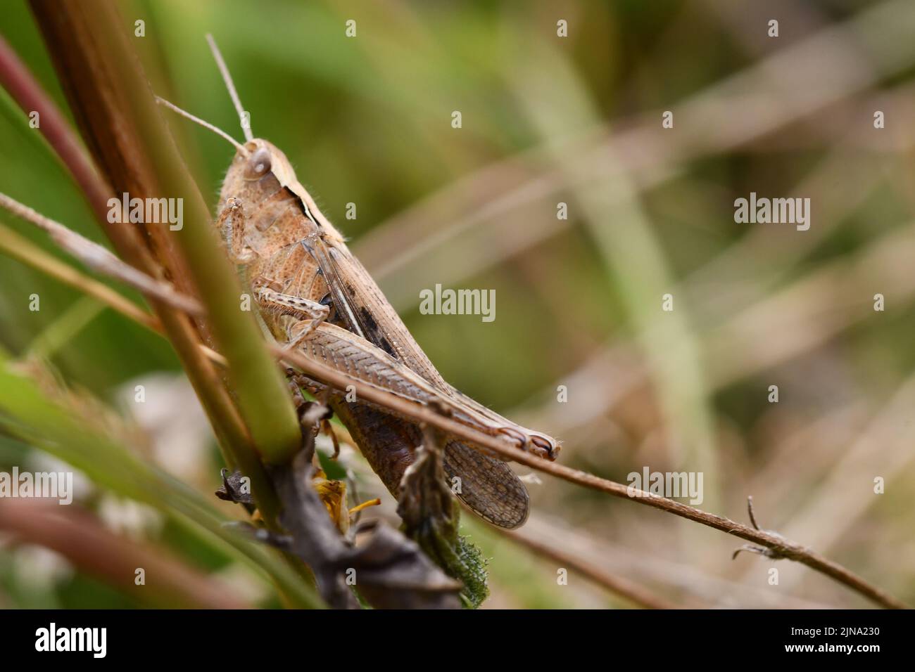 Primo piano di un grasshopper, Kilkenny, Irlanda Foto Stock