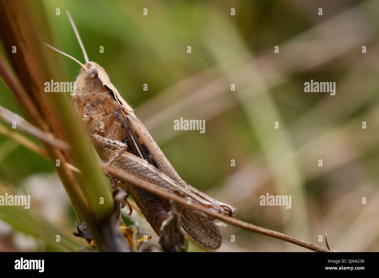 Primo piano di un grasshopper, Kilkenny, Irlanda Foto Stock