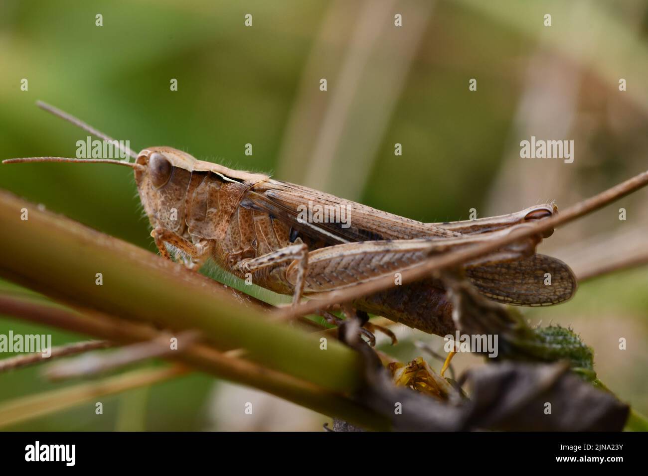 Primo piano di un grasshopper, Kilkenny, Irlanda Foto Stock