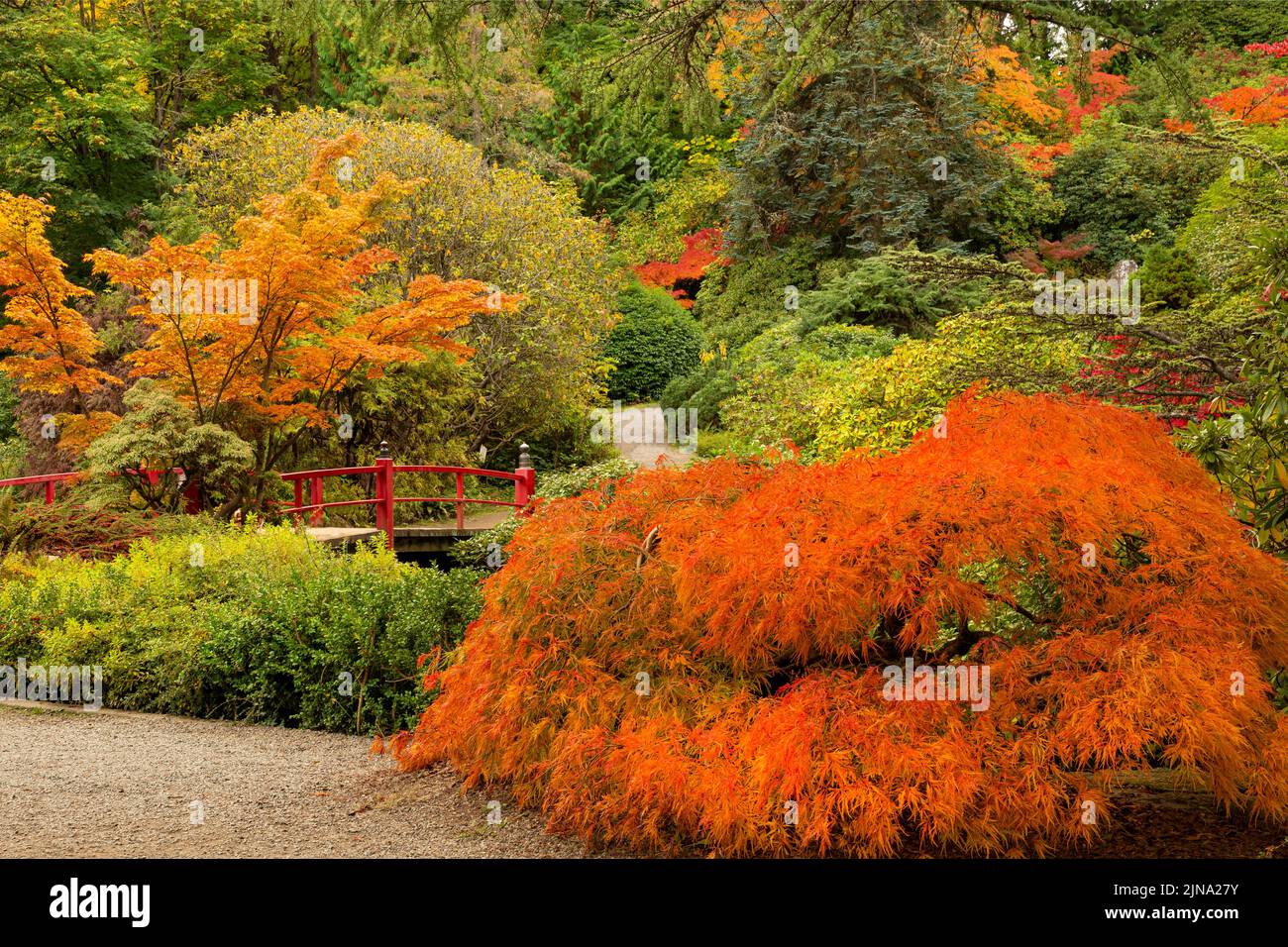 WA21853-00...WASHINGTON - colore autunnale vicino a Heart Bridge presso i Kubota Gardens, un parco cittadino di Seattle. Foto Stock