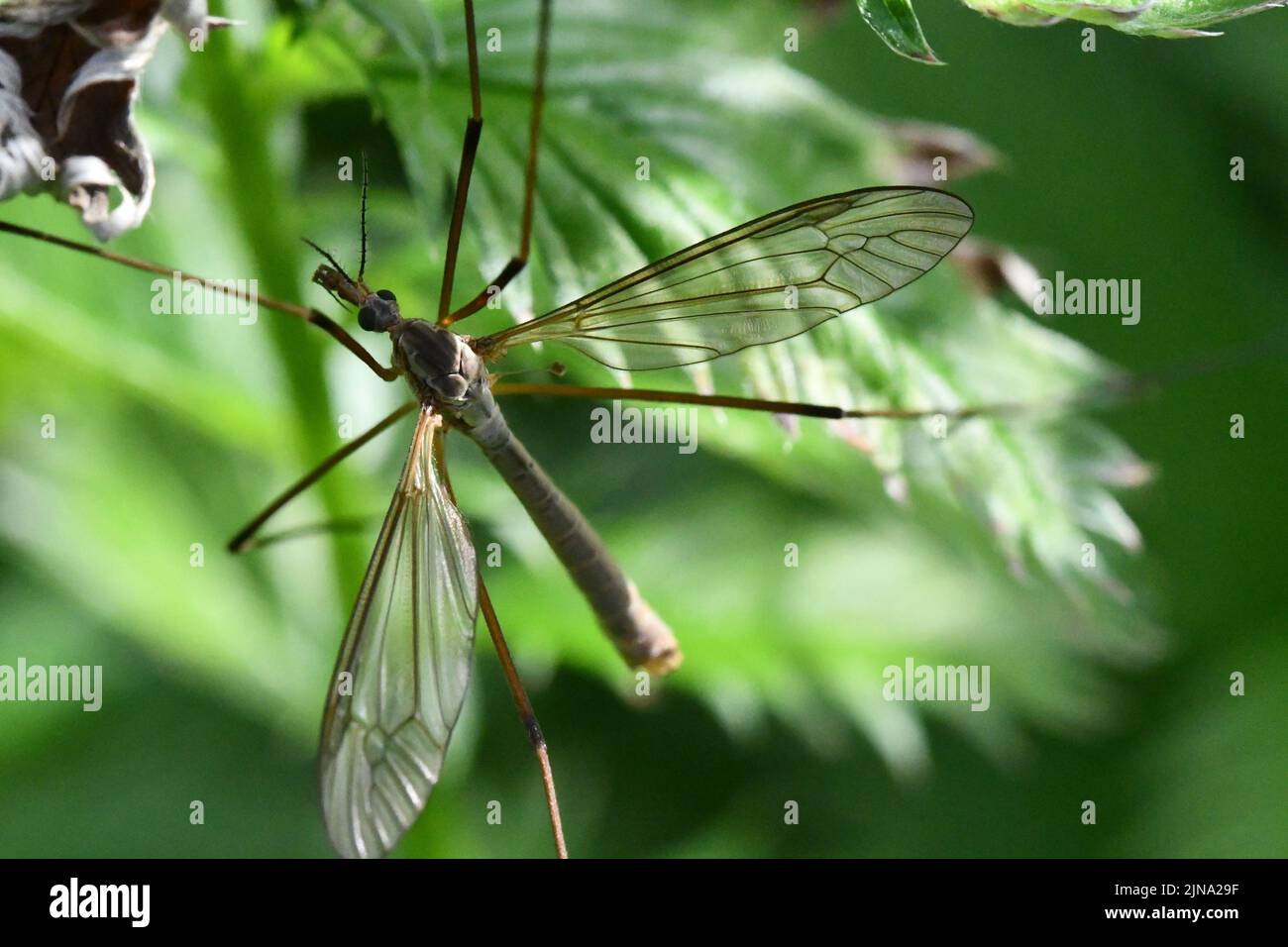 Cranefly, Tipula paludosa, zanzara gigante, Kilkenny, Irlanda Foto Stock