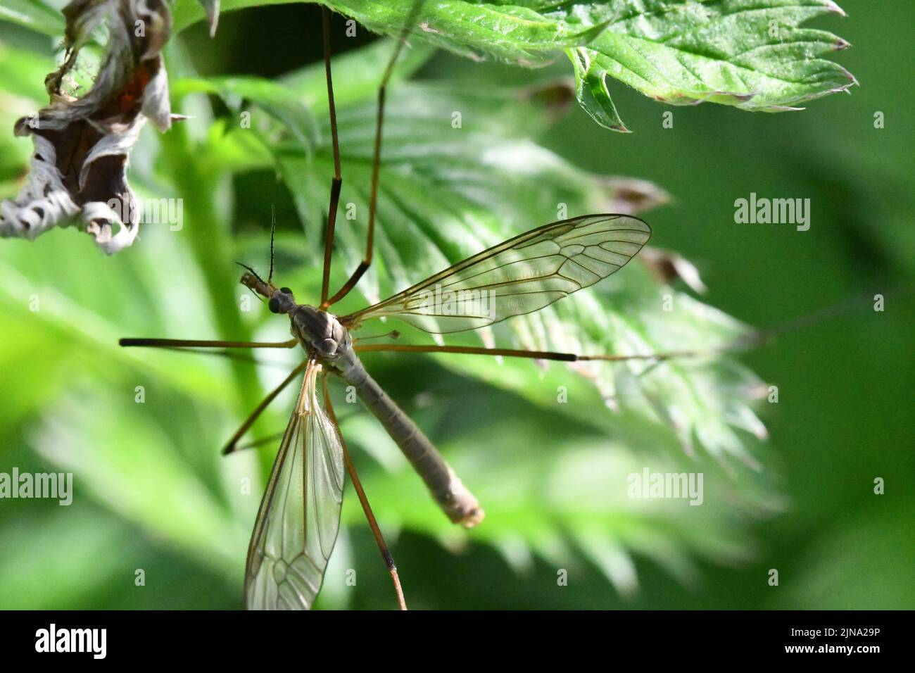 Cranefly, Tipula paludosa, zanzara gigante, Kilkenny, Irlanda Foto Stock