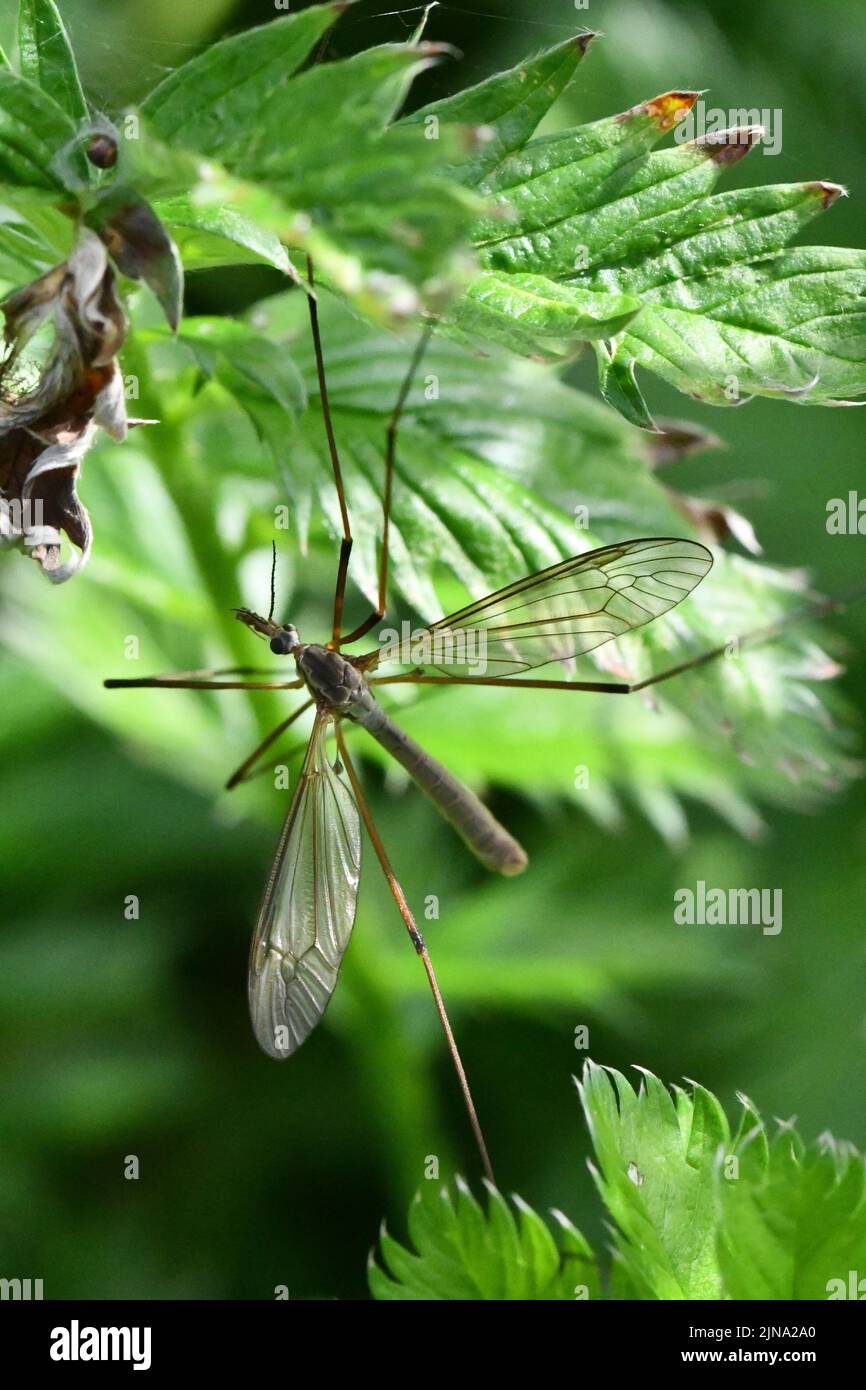 Cranefly, Tipula paludosa, zanzara gigante, Kilkenny, Irlanda Foto Stock