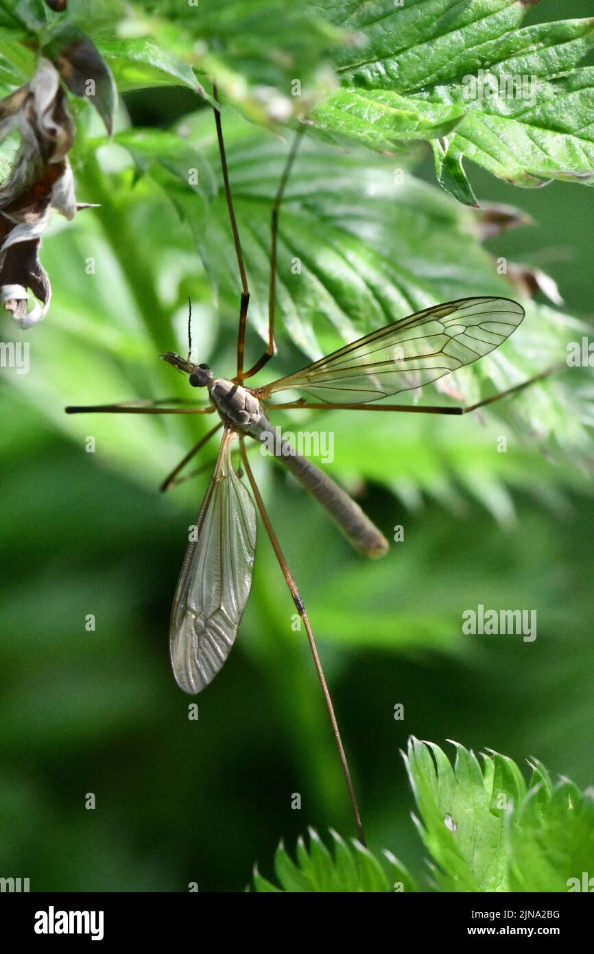 Cranefly, Tipula paludosa, zanzara gigante, Kilkenny, Irlanda Foto Stock