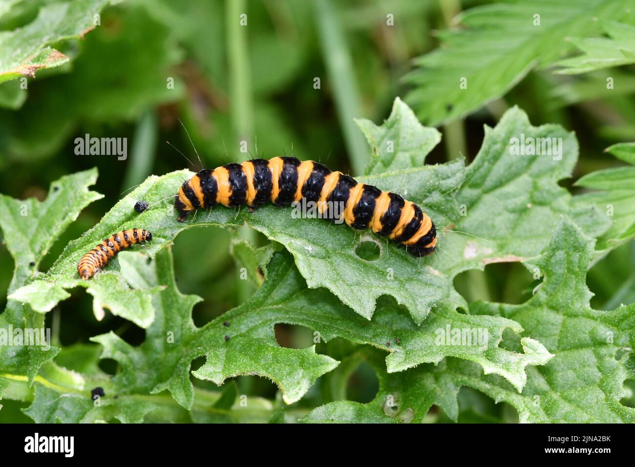 caterpillar su una foglia, Kilkenny, Irlanda Foto Stock