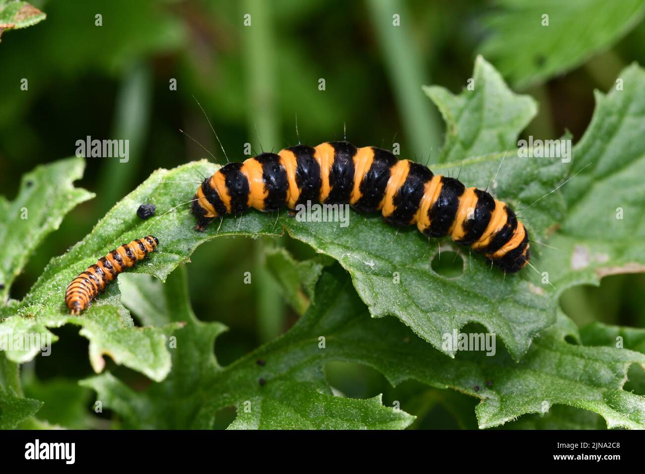 caterpillar su una foglia, Kilkenny, Irlanda Foto Stock