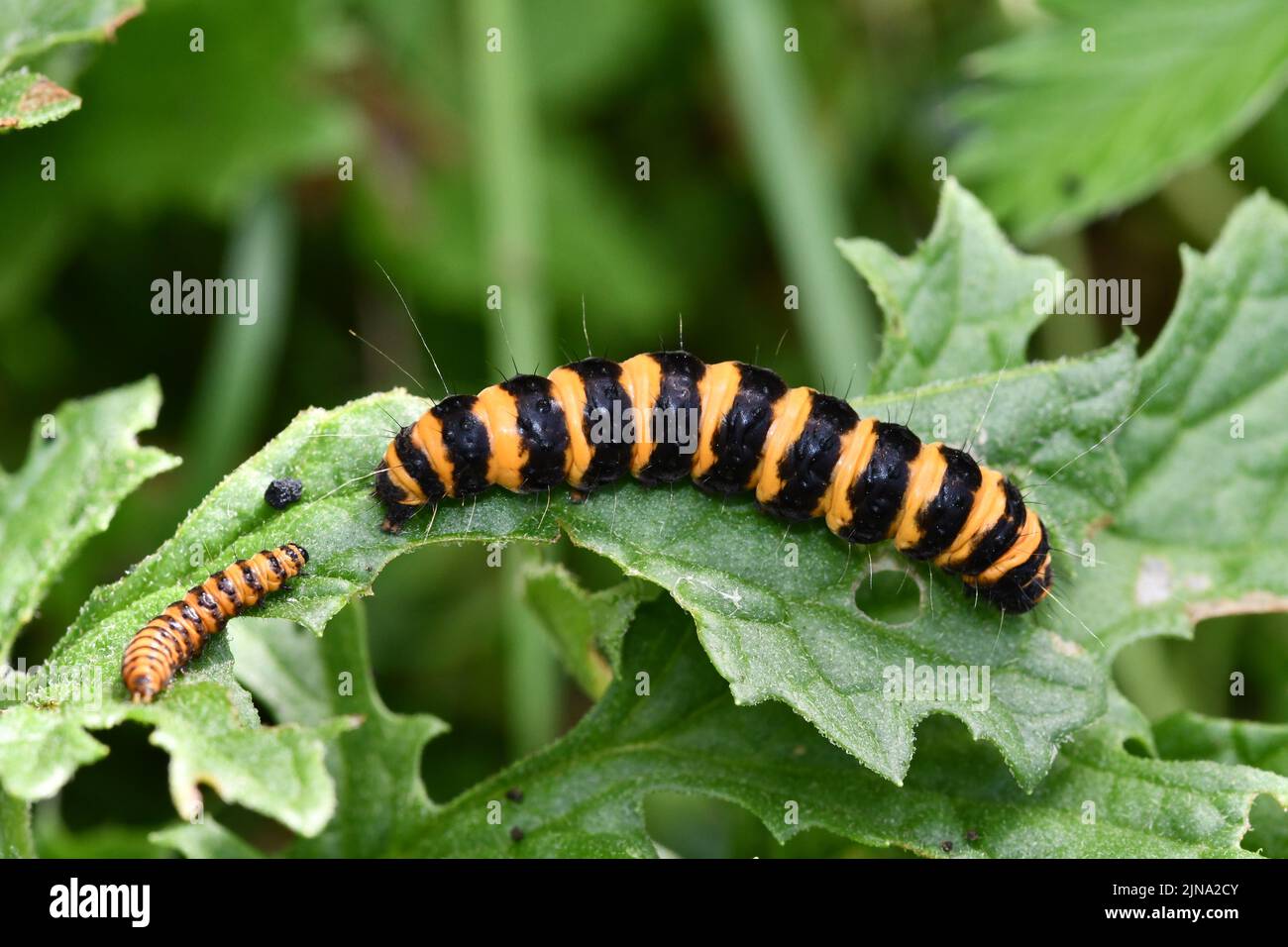 caterpillar su una foglia, Kilkenny, Irlanda Foto Stock
