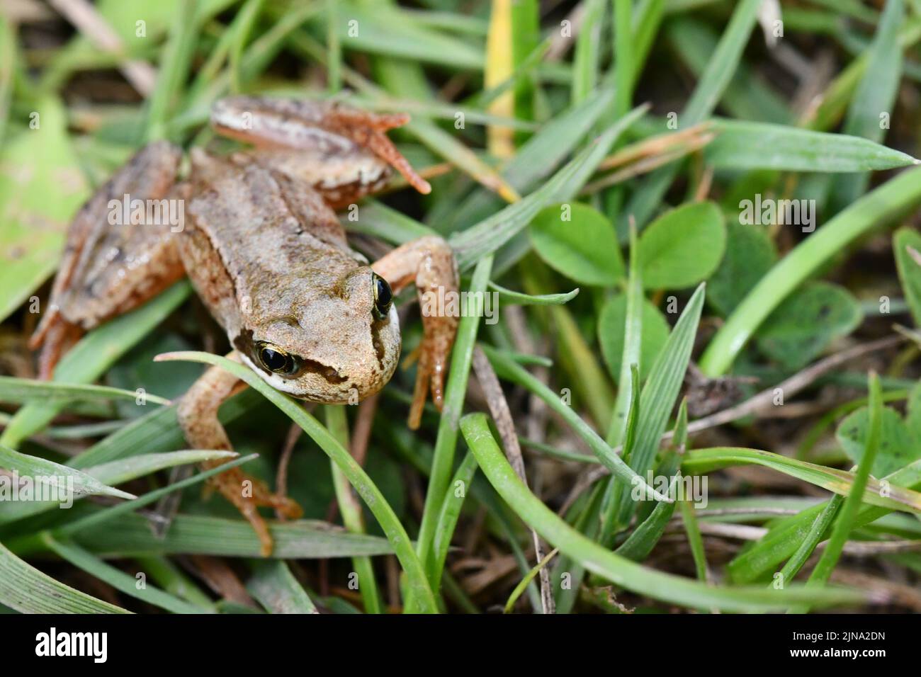 Rana in erba, Kilkenny, Irlanda Foto Stock