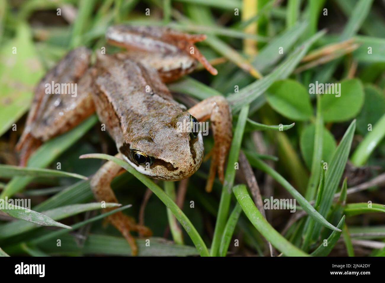 Rana in erba, Kilkenny, Irlanda Foto Stock