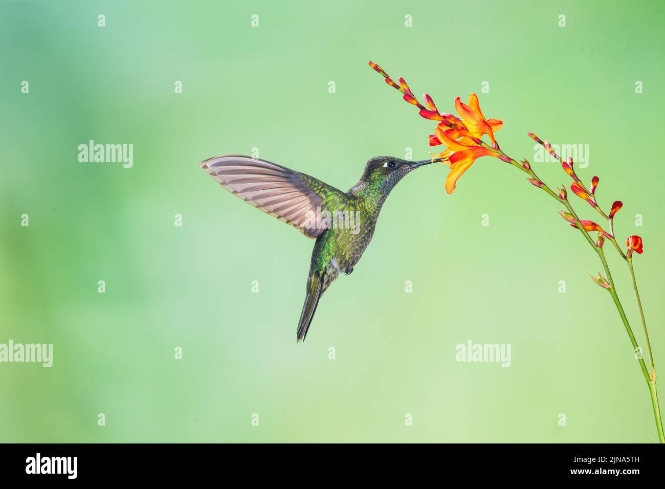 Un colibrì tirato dal fuoco usando il multi-flash, Costa Rica Foto Stock