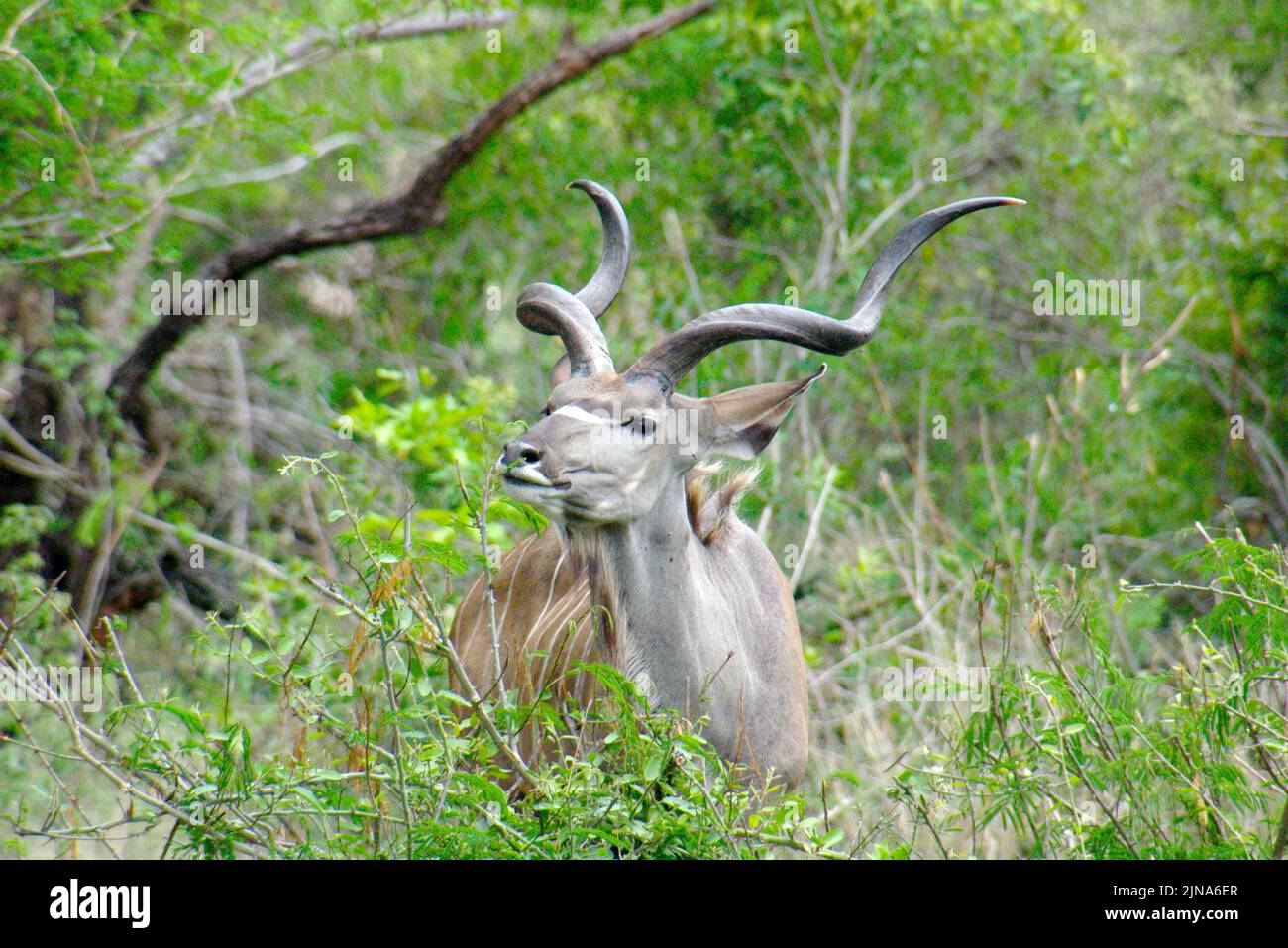 Primo piano di un Kudu, Kruger National Park, Sudafrica Foto Stock