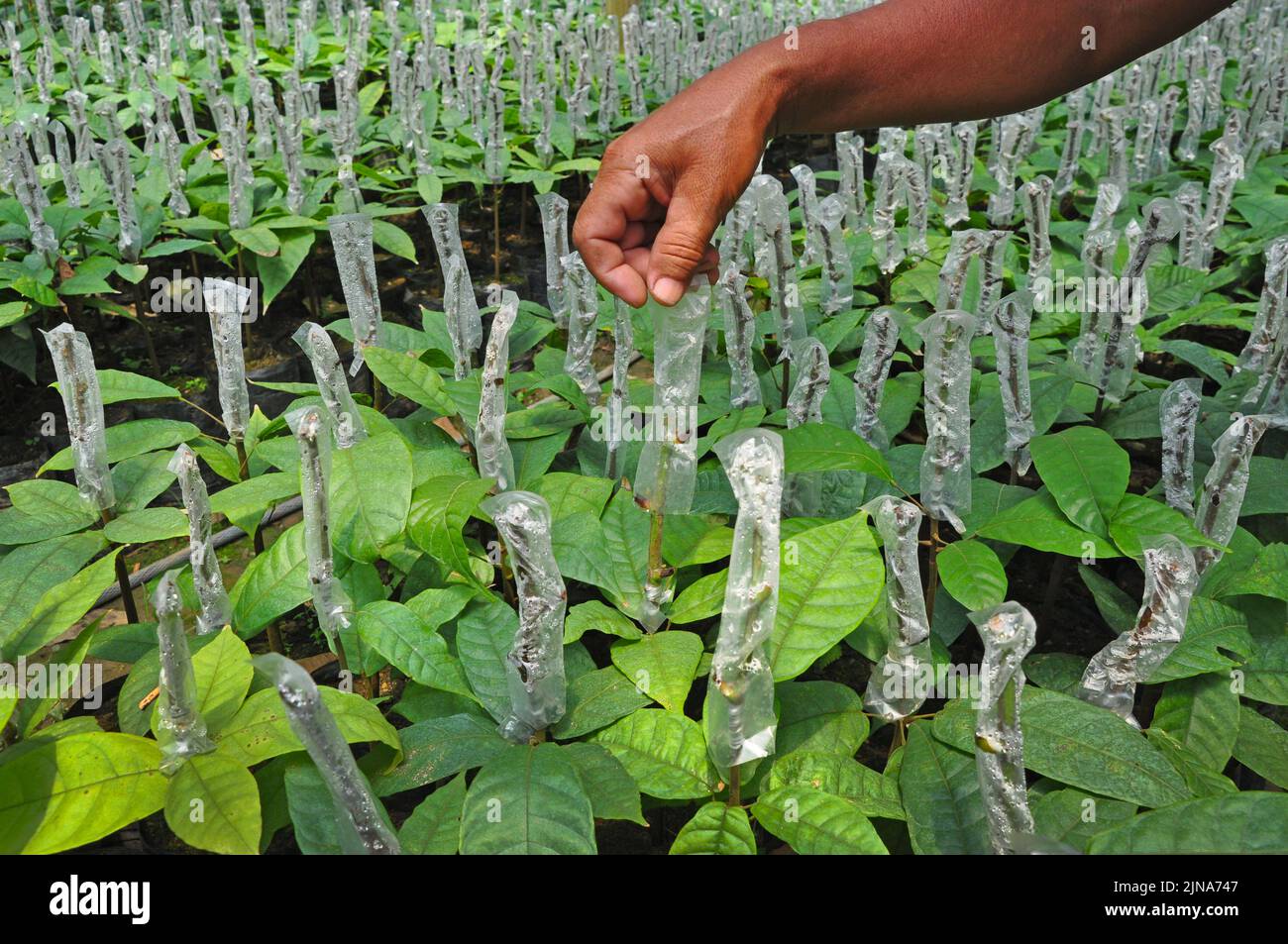 Primo piano di un agricoltore che controlla le piante di semi di cacao in un campo, Indonesia Foto Stock