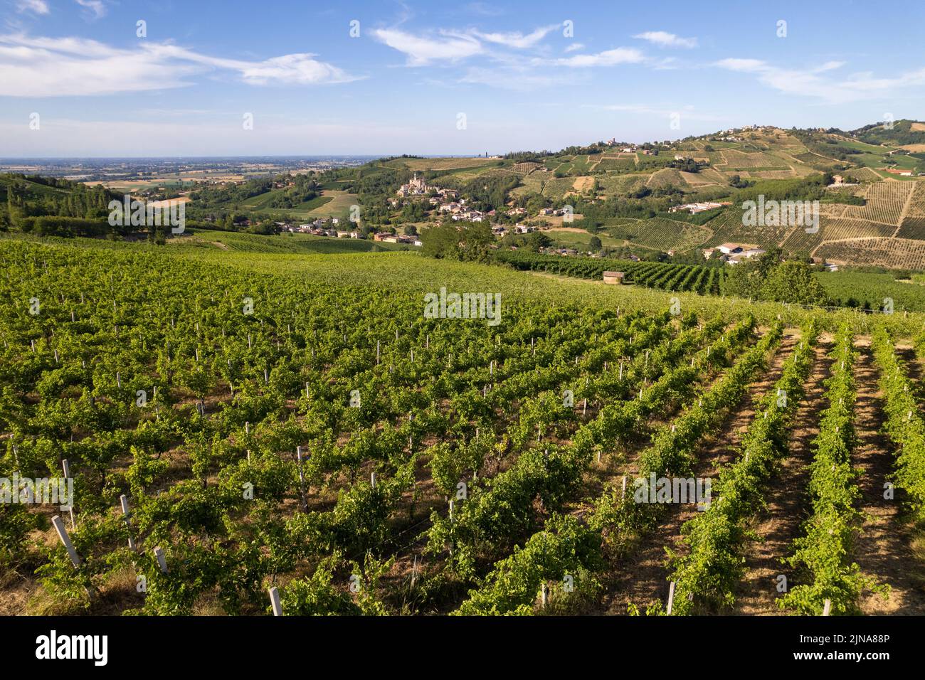 Veduta aerea di vigneti e terreni agricoli in estate, Pavia, Lombardia, Italia Foto Stock