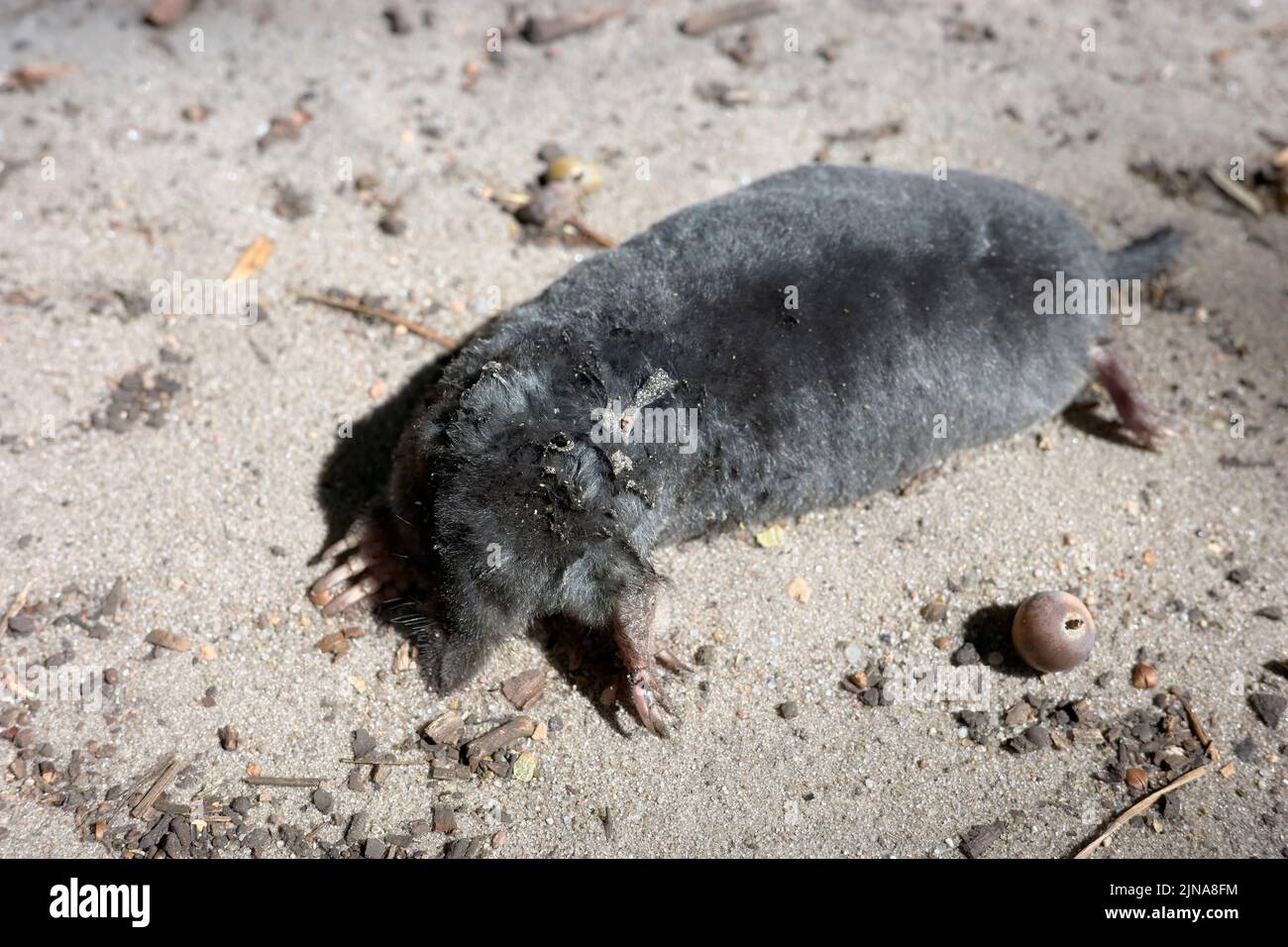 Immagine ravvicinata di una talpa morta su una strada sterrata, messa a fuoco selettiva. Foto Stock